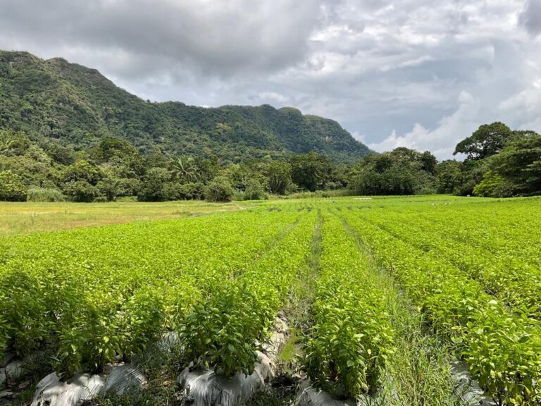 Albahaca Fresca exportacion colombia